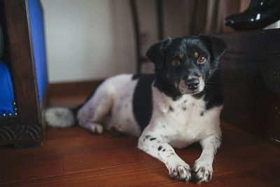 Portrait of dog lying on hardwood floor at home