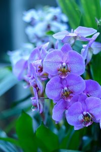 Close-up of purple orchids