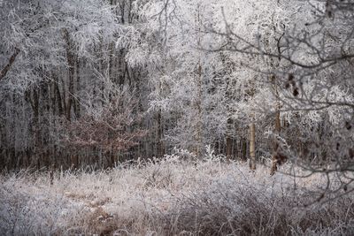 Full frame shot of trees