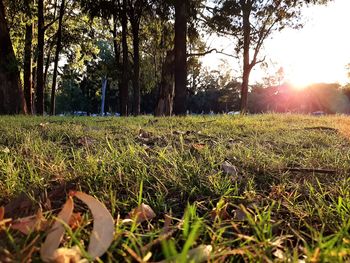 Surface level of trees on field against sky