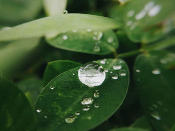 Close-up of raindrops on leaf