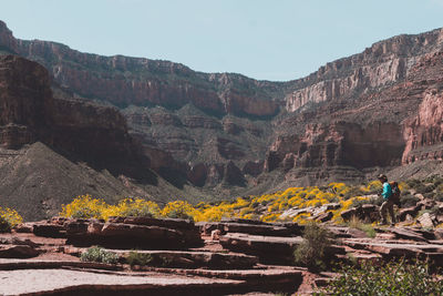 Bright angel trail hike in grand canyon hiker stands among wildflowers looking at colors of canyon.