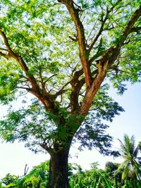 Low angle view of tree in forest