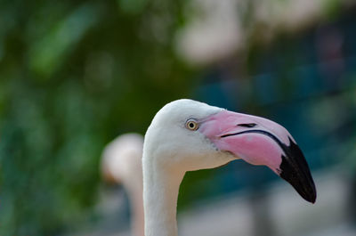 Close-up of swan