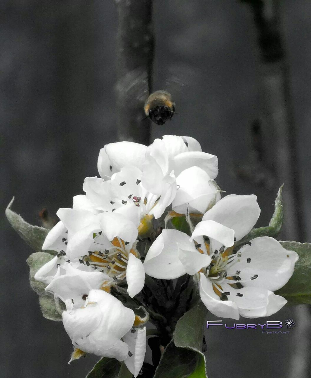 flower, white color, petal, fragility, close-up, flower head, focus on foreground, freshness, growth, white, nature, beauty in nature, indoors, plant, blooming, no people, day, high angle view, selective focus, in bloom