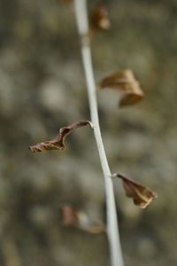 Close-up of wilted plant