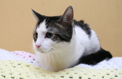 Close-up of cat resting on knitted fabric