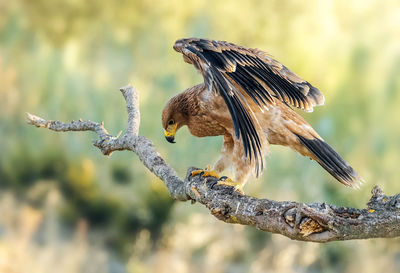 Close-up of golden eagle perching on branch