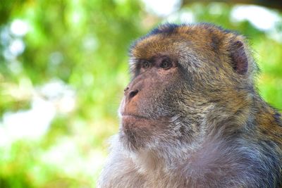 Close-up of a monkey looking away