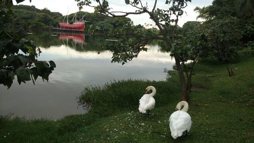 High angle view of swans on lake against trees