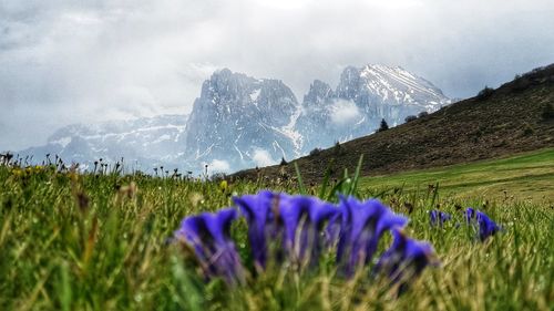 Purple flowering plants on field against sky