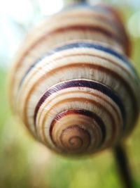 Close-up of snail