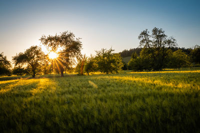 Scenic view of field against sky during sunset