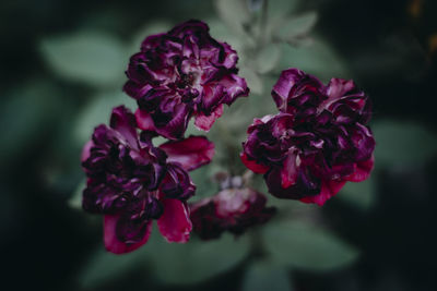 Close-up of purple flowering plant