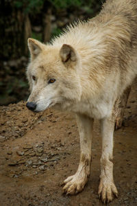 Close-up of a dog looking away