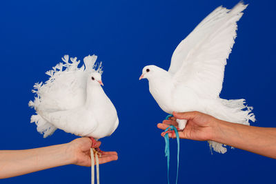 Low angle view of hand holding bird against blue sky