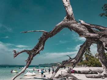 Scenic view of tree by sea against sky