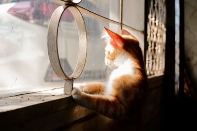 A yellow orange cat curious looking to outside the house waiting for its owner