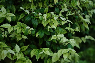 Full frame shot of green leaves