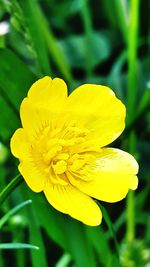 Close-up of yellow flowering plant