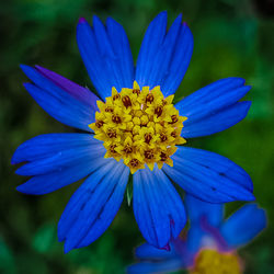 Close-up of purple flower