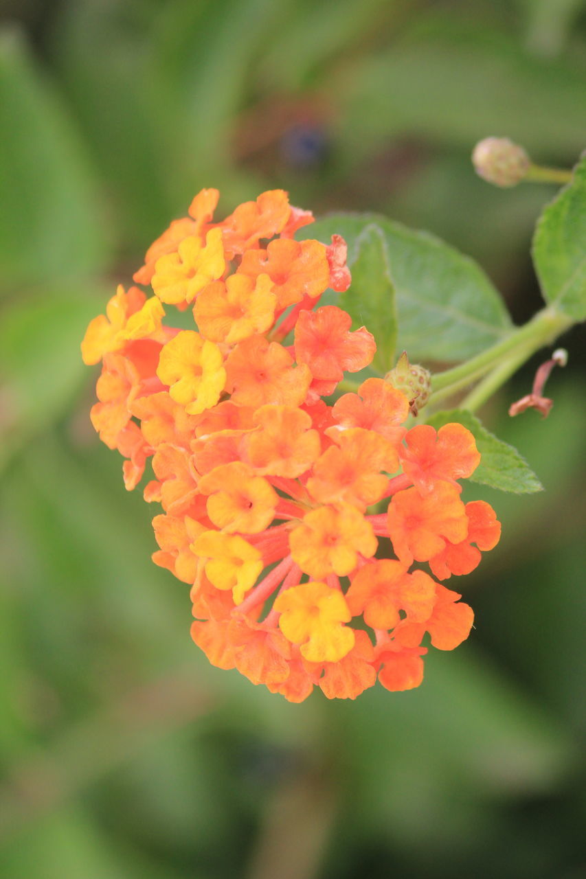 CLOSE-UP OF ORANGE FLOWER