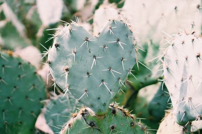 Close-up of prickly pear cactus