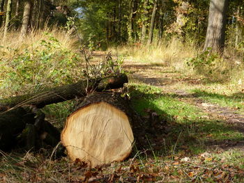 View of log on field
