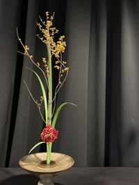 Close-up of potted plant on table at home