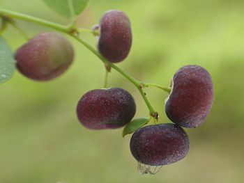 Close-up of fruits growing on plant