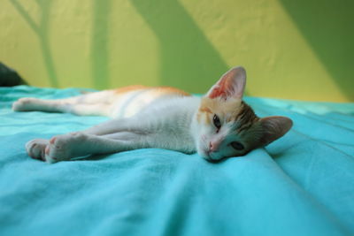 Close-up of cat relaxing on bed