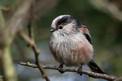 Close-up of bird a longtailed tit perching on branch