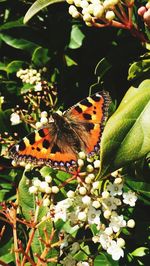 Close-up of butterfly on plant