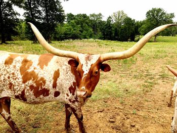 Texas longhorn cattle standing on field