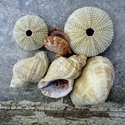 High angle view of shells on table