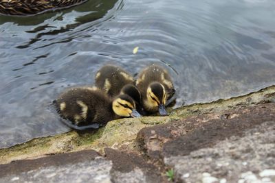 Close-up of duck in lake