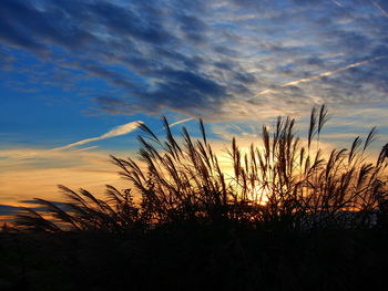 Silhouette plants against sky during sunset