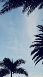 Low angle view of silhouette palm trees against sky