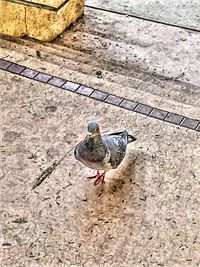 High angle view of bird perching on footpath
