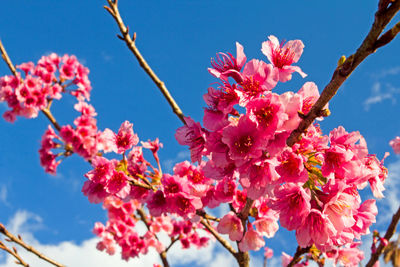 Low angle view of pink cherry blossoms in spring