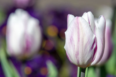Close up of a purple and white garden tulip  in bloom