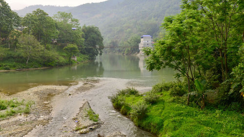 Scenic view of river amidst trees in forest