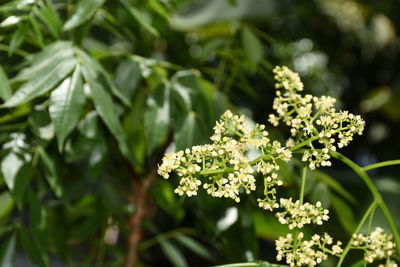 Azadirachta indica on a blurred background, neem flower on a blurred background