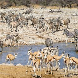 Zebras and gazelles at waterhole at etosha national park