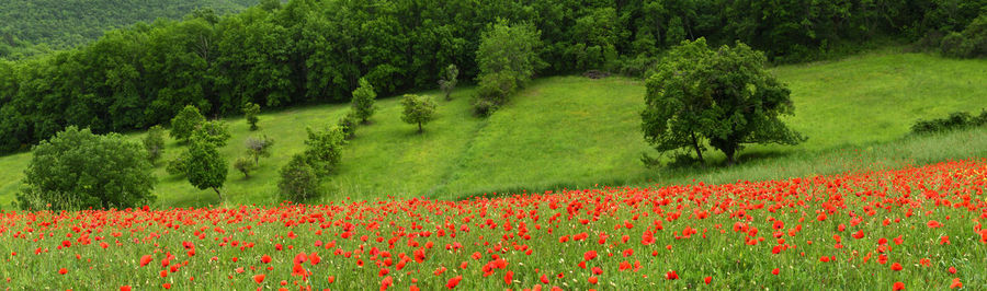 Scenic view of red poppy flowers in field