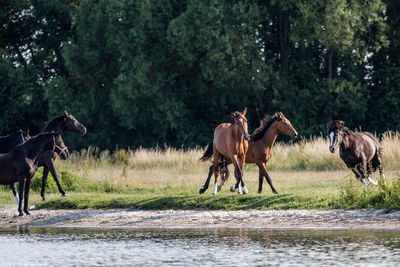 Horses running on riverbank