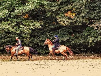 Horses riding horse