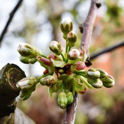 Close-up of flower buds on branch