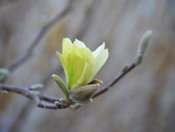 Close-up of flowering plant