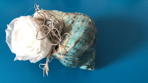 Close-up of a shell over white background